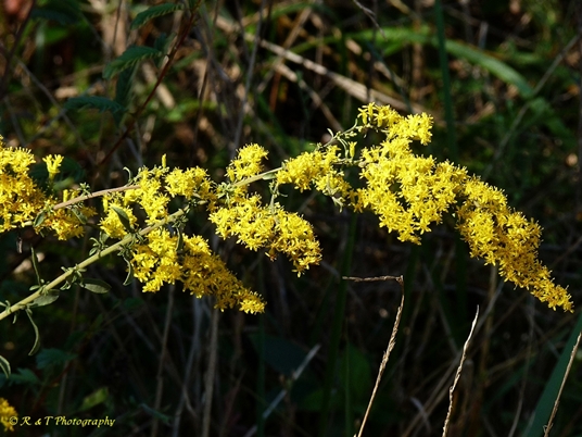 {Solidago nemoralis}
